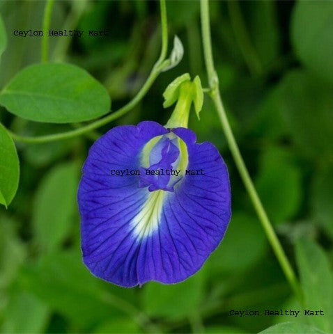 10000+ Blue Butterfly Pea Flowers Seeds Dried Clitoria Ternatea Flowers Dried Seeds For Planting