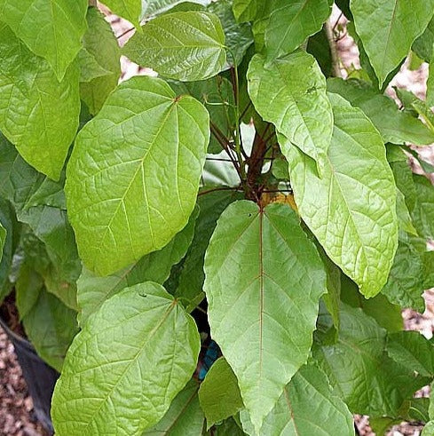 10000+ Berrya Cordifolia Leaves Dried Espera Cordifolia Malibayo Leaf Chavandalai Trincomalee Wood Burret Angiosperms Halmilla Leaves Food Wrapping Dried Leaf
