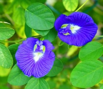 25kg+ Butterfly Pea Flowers Blue Butterfly Pea Flowers Dried Clitoria Ternatea Natural Herbal Drink