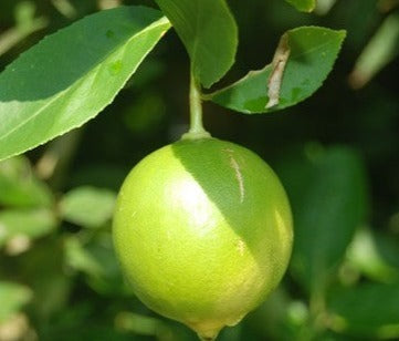 10000+ Citrus hystrix Leaves Dried Lemon Citrus aurantifolia Leaf Kaffir Citrus acida-lime makrut lime aurantiifolia christm swingle citrus acida Leaves Dried Leaf