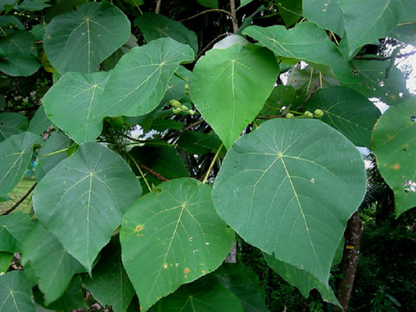 10000+ Macaranga Peltata Leaves Dried Macaranga Tanarius Leaf Macaranga Peltata Kanda Leaves Food Wrapping Dried Leaf