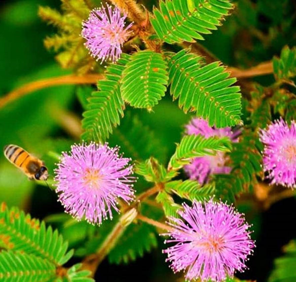25kg+ Mimosa Pudica Flowers Dried Sensitive Plant Dried Flowers