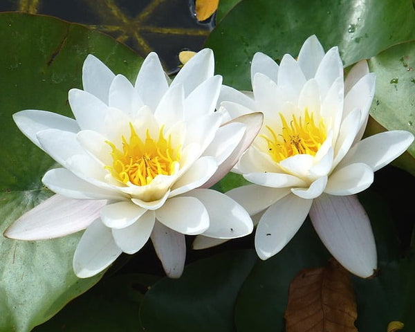 50kg+ White Lotus Flowers Dried Nymphaea Odorata White Water Lily Whole Herb Nymphaea Ampla Dried Flowers
