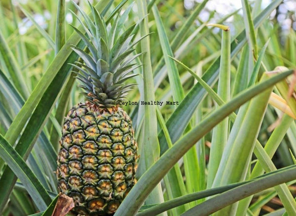 25kg+ Pineapple Fruit Fine Powder Dried Organic Premium Quality Grade A Pure Natural Ceylon Fruits