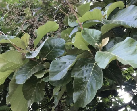 25kg+ Tectona Grandis Leaves Dried Indian Oak Teak Thekka Dried Leaf