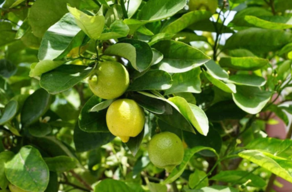 10000+ Lemon Seeds Dried Citrus Hystrix Makrut Lemon Seeds Citrus Seeds